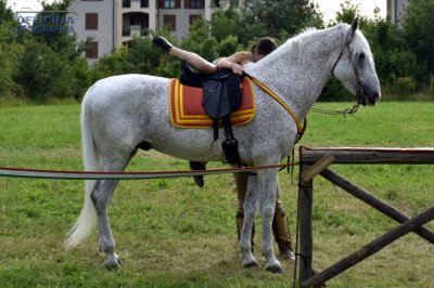 I nostri amici animali